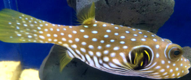 Stars and Stripes Puffer Fish Care Guide – The Mandarin Garden