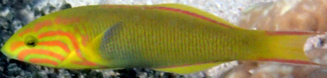 Banana Wrasse