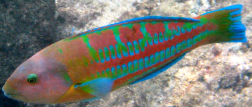 Christmas Wrasse